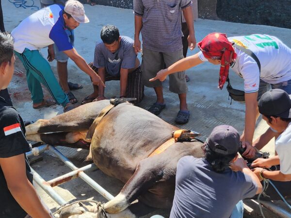 Pemotongan Hewan Qurban Idul Fitri