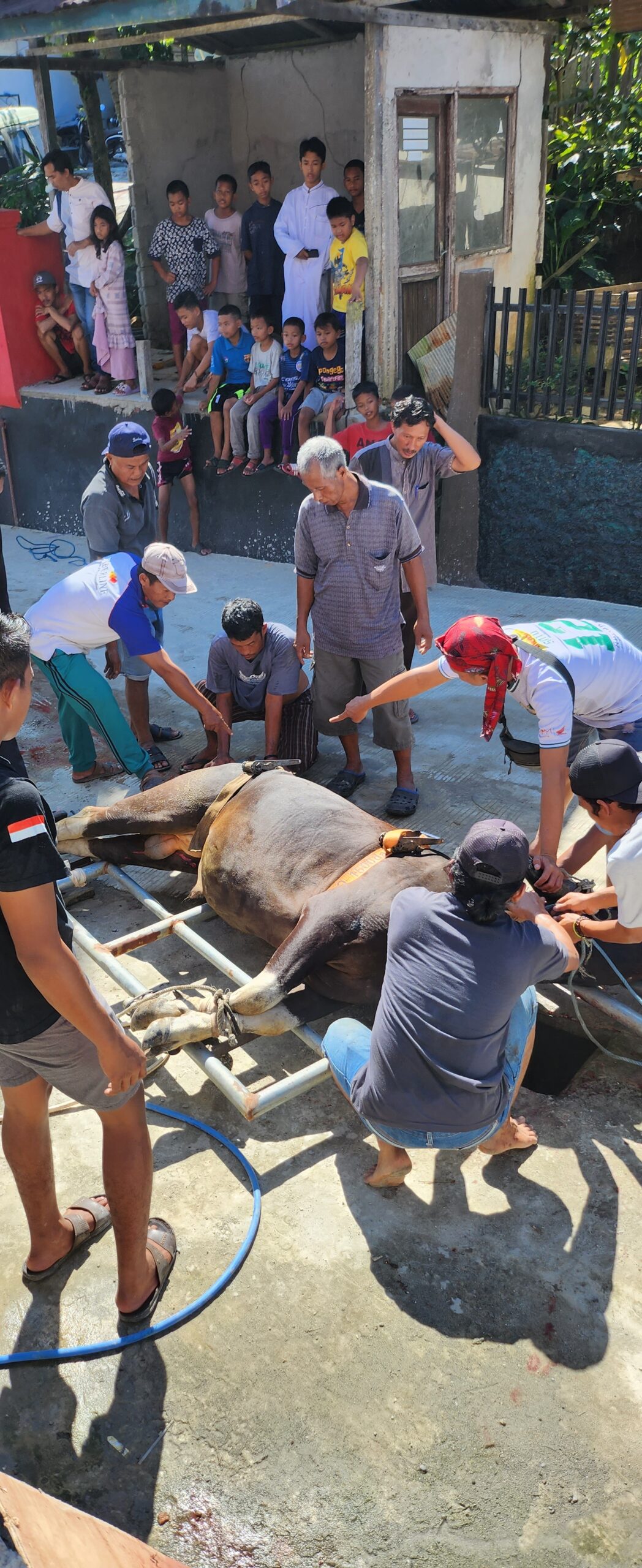 Pemotongan Hewan Qurban Idul Fitri